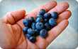 blueberries in a palm